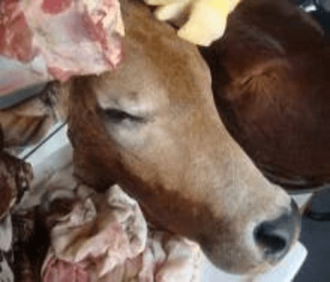 Cow head